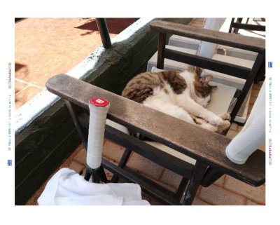 テニスラケットとギリシャネコと、背表紙は、こんな感じ♪